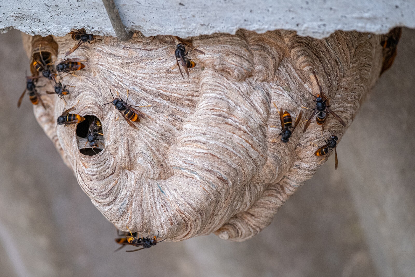 Konferenz - Asiatische Hornissen – Erkennen, melden, handeln